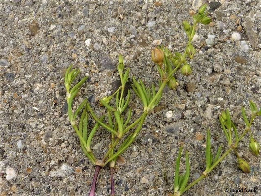 Spergularia salina - Salz-Schuppenmiere