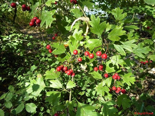 Crataegus monogyna - Eingriffeliger Weißdorn
