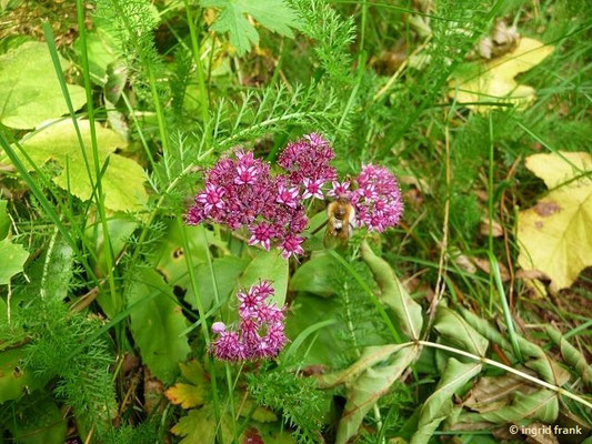 Hylotelephium telephium / Purpur-Waldfetthenne