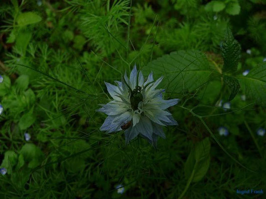 Nigella damscena - Jungfer im Grünen