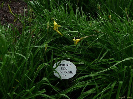 Hemerocallis lilioasphodelus / Gelbe Taglilie (03.05.2010; Apothekergarten Leipzig)
