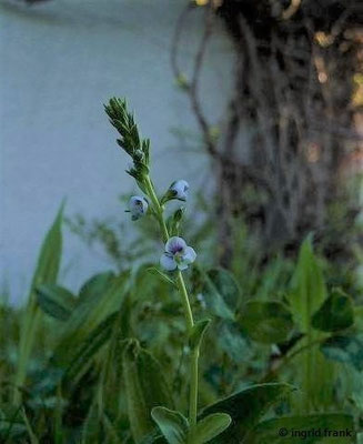 Veronica serpyllifolia / Quendel-Ehrenpreis    V-IX