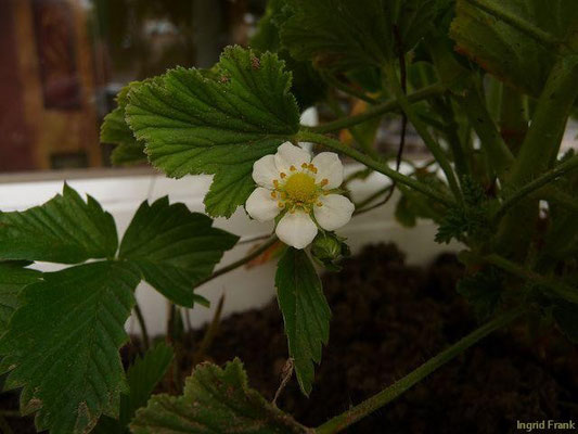 09.06.2013-Fragaria vesca - Wald-Erdbeere