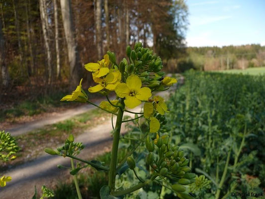 12.04.2016 - Zwischen Bad Waldsee und Haidgau