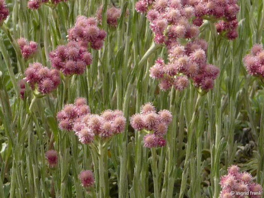 Antennaria dioica - Gemeines Katzenpfötchen