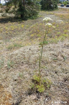 Peucedanum oreoselinum / Berg-Haarstrang (05.07.2025; NSG Sandhausener Düne, Pferdstrieb Nord (VHS-Exkursion mit Dr. Peter Weiser)