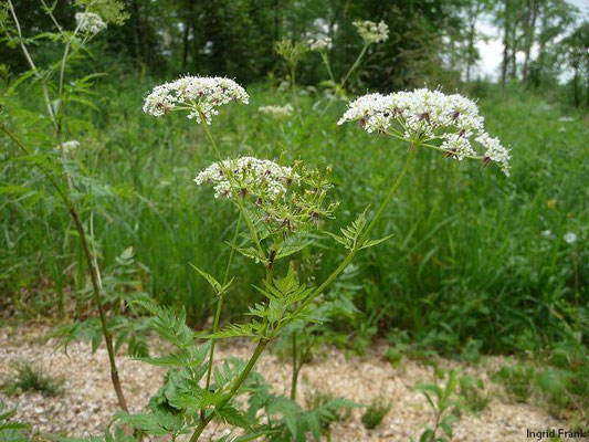 Chaerophyllum aureum / Gold-Kälberkropf