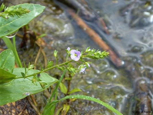 Veronica anagallis-aquatica / Gauchheil-Ehrenpreis