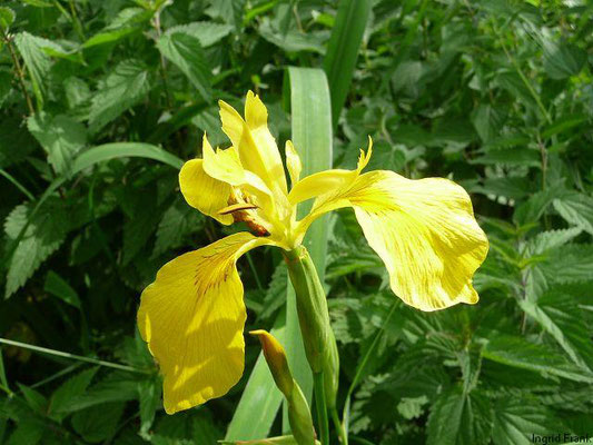 Gelbe Schwertlilie / Iris pseudacorus     V-VI