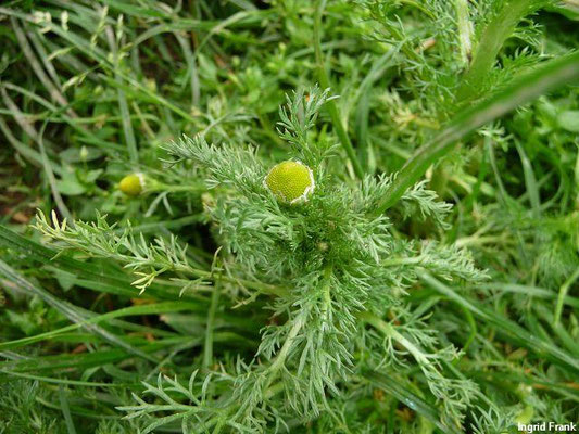 Platz 40: Strahlenlose Kamille / Matricaria discoidea   (nachgewiesen in 1108 der 1161 Kartierquadranten)
