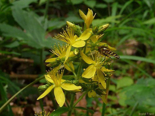 Hypericum hirsutum / Behaartes Johanniskraut
