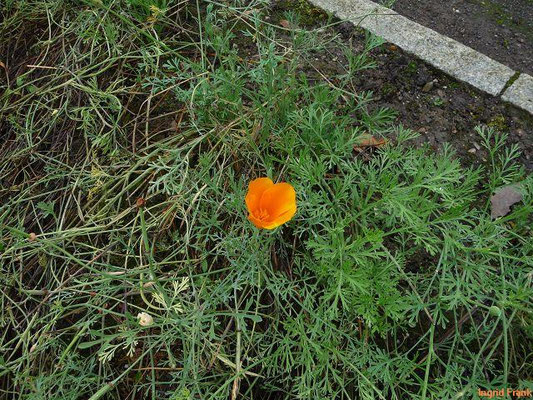 Eschscholzia californica / Schlafmützchen, Kalifornischer Kappenmohn (Apothekergarten Leipzig)    VI-X