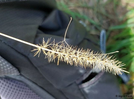 Setaria verticillata - Kletten-Borstenhirse  (16.09.2025; Rotweinwanderung zwischen Altenahr und Dernau)