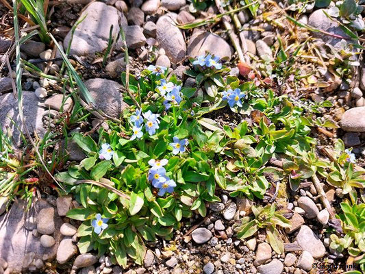 Myosotis rehsteineri / Bodensee-Vergissmeinnicht