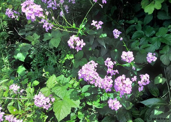 Hesperis matronalis / Gewöhnliche Nachtviole  (riecht vor allem nachts nach Veilchen)