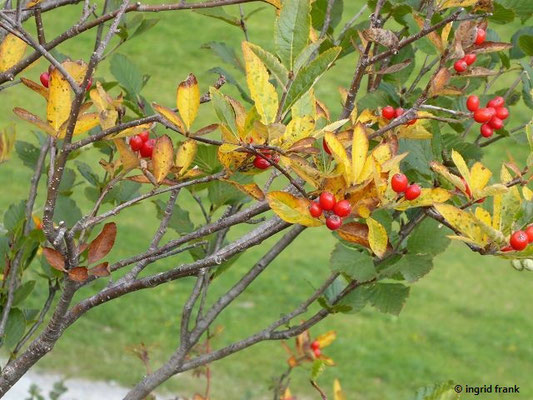 Sorbus chamaemespilus - Zwerg-Mehlbeere