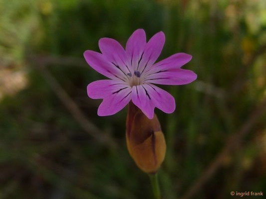 Petrorhagia velutina / Samt-Felsennelke