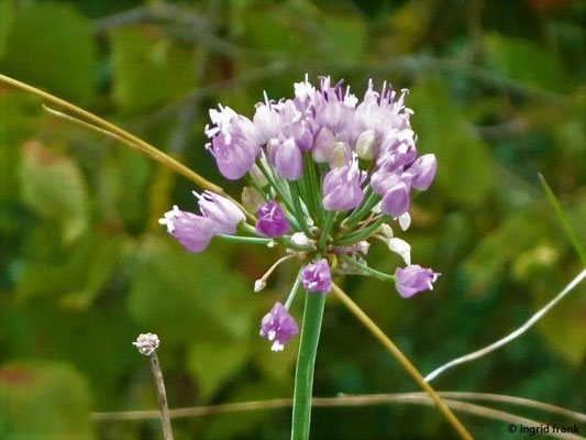 Allium lusitanicum - Berg-Lauch