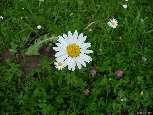 07.06.2010-Leucanthemum vulgare - Wiesen-Margerite