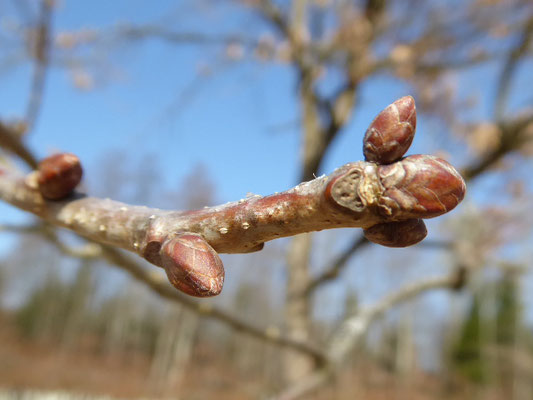 Quercus robur / Stiel-Eiche