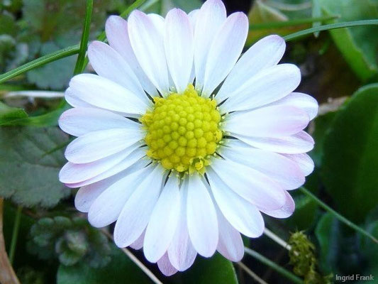 Bellis perennis - Gänseblümchen