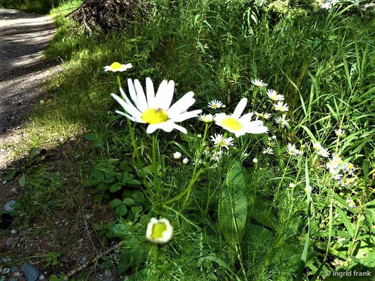 Tripleurospermum inodorum  / Geruchlose Kamille, Falsche Strandkamille    (02.09.2019; Wallis)