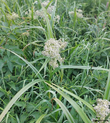 Scirpus sylvaticus / Wald-Simse  (05.06.2025; NSG Schopflocher Moor)