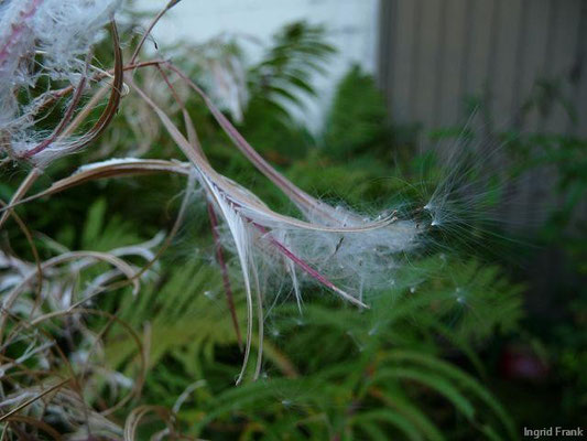 23.09.2011-Epilobium angustifolium - Schmalblättriges Weidenröschen