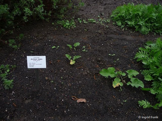 Arctium lappa - Große Klette (03.05.2010; Apothekergarten Leipzig)