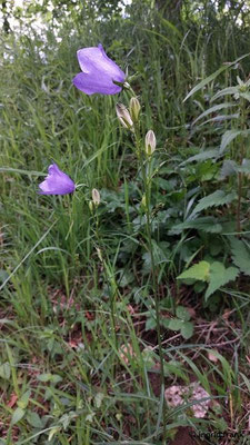 Campanula persicifolia / Pfirsichblättrige Glockenblume