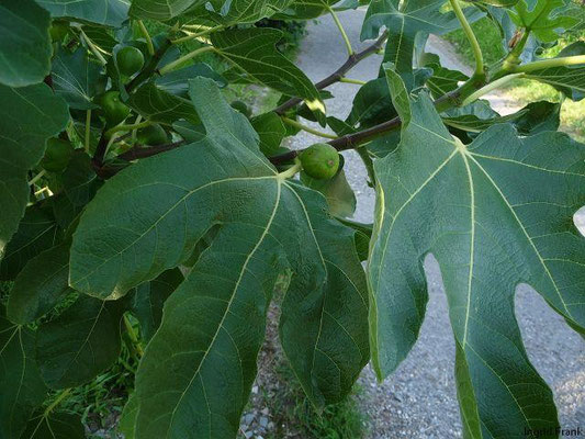 02.08.2011-Ficus carica - Gewöhnlicher Feigenbaum
