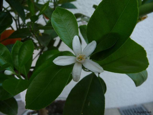 Citrus reticulata - Mandarine