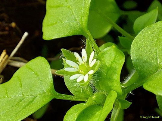 Stellaria media / Vogelmiere