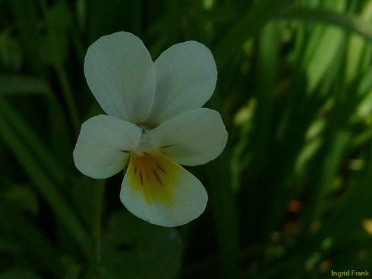 Viola tricolor - Gewöhnliches Stiefmütterchen