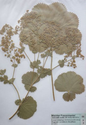 Alchemilla mollis / Samt-Frauenmantel    VI-VIII     (Herbarium Dr. Wolf von Thun)