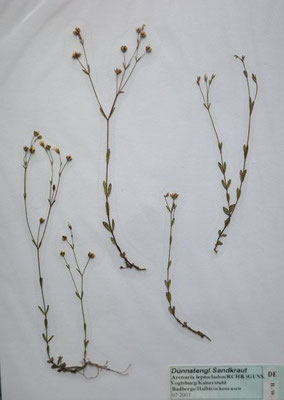 Arenaria leptoclados / Dünnstängeliges Sandkraut    (Herbarium Dr. Wolf von Thun)