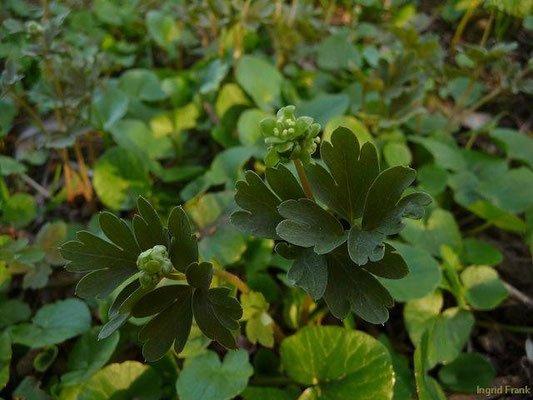 28.03.2012-Adoxa moschatellina - Moschuskraut, Bisamkraut