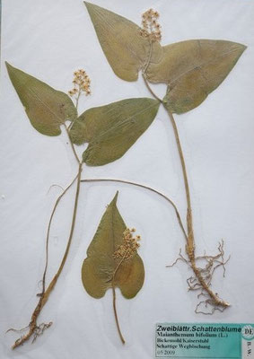 Maianthemum bifolium / Zweiblättrige Schattenblume   (05/2009; Bickensohl)   (Herbarium Dr. Wolf v. Thun)