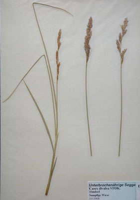 Carex d iandra / Draht-Segge    V-VI    (Herbarium Dr. Wolf von Thun)