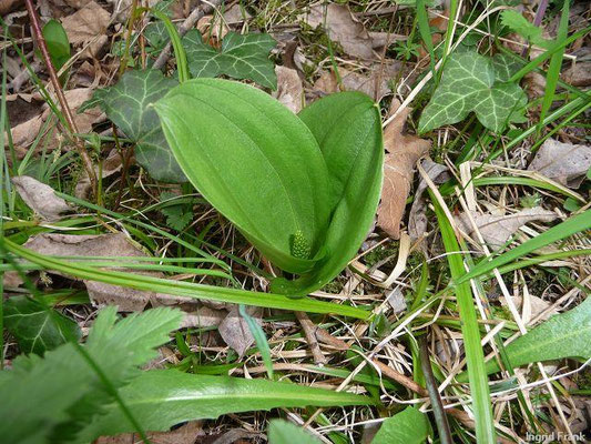 Listera ovata / Großes Zweiblatt