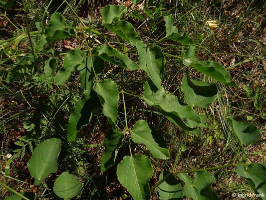 Laserpitium latifolium / Breitblättriges Laserkraut