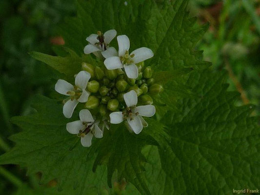 Alliaria petiolata / Knoblauchsrauke