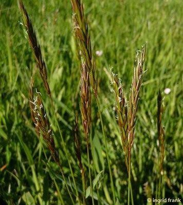 Platz 46: Gewöhnliches Ruchgras / Anthoxanthum odoratum   (nachgewiesen in 1102 der 1161 Kartierquadranten)