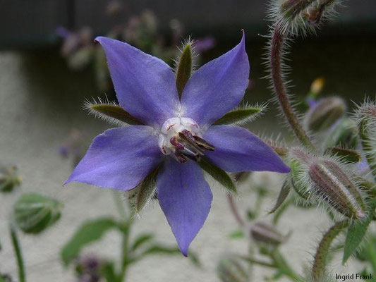 Borago officinalis / Boretsch