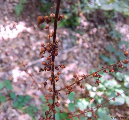 Rumex sanguineus / Blut-Ampfer    (11.08.2023; Heidelberg, Mittlerer Guckkastenweg)