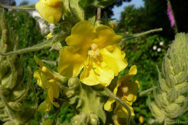 Verbascum densiflorum / Großblütige Königskerze    VII-IX