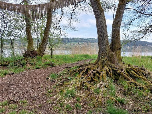 27.04.2025 - Illmensee