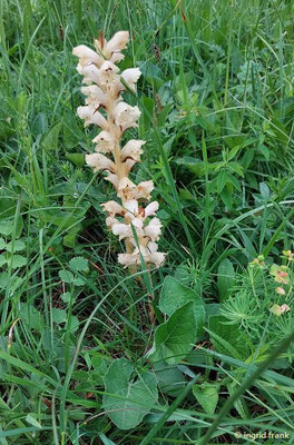 Orobanche lutea / Gelbe Sommerwurz  