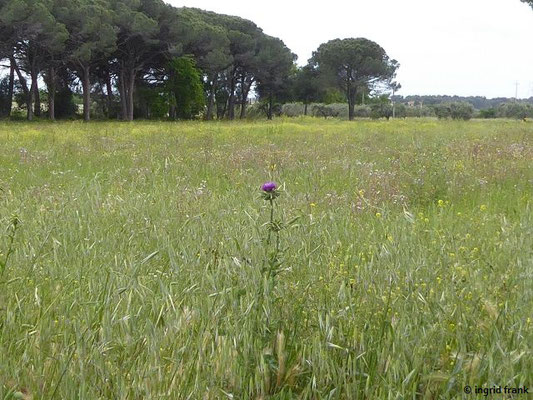  Silybum marianum / Mariendistel    (03.05.2019; Italien, Toskana, bei Bibbona)