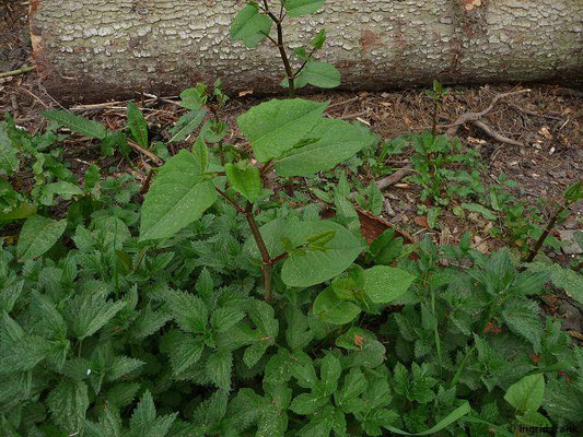 Fallopia japonica / Japanischer Staudenknöterich   (24.04.2010; Madenreute)